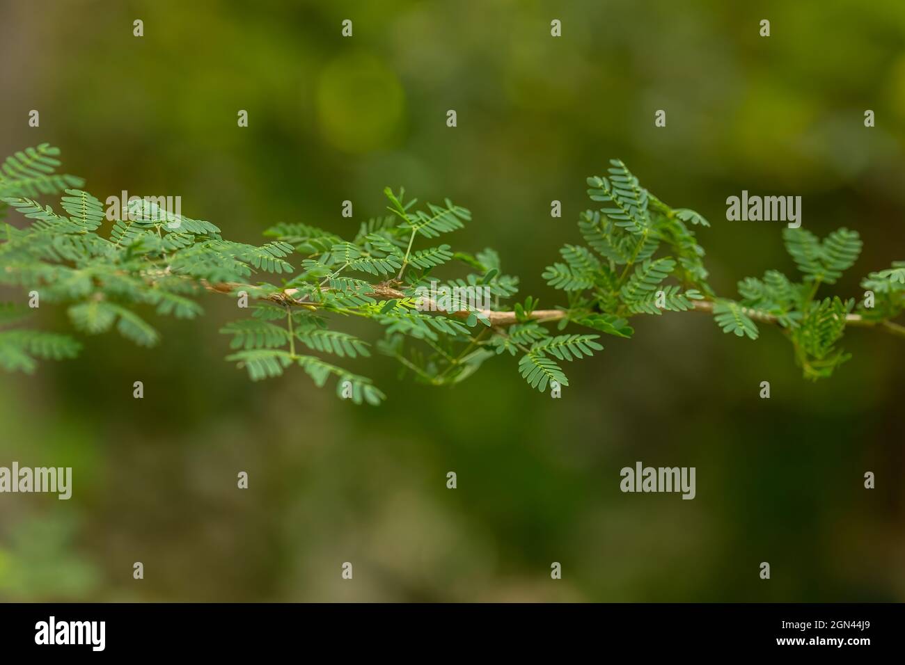 Beautiful green leafs at a sunny day in summer. Stock Photo