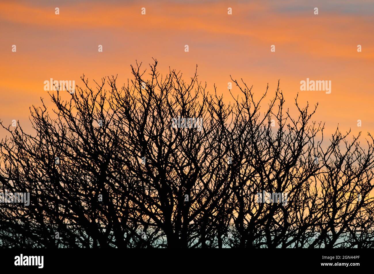 Aberystwyth, Wales, UK - 'Red sky at night, shepherds delight' goes the old weather rhyme, so the evening sky in Aberystwyth (seen through a chestnut tree) should spell good weather to come - John Gilbey 7-Feb-2015 Stock Photo