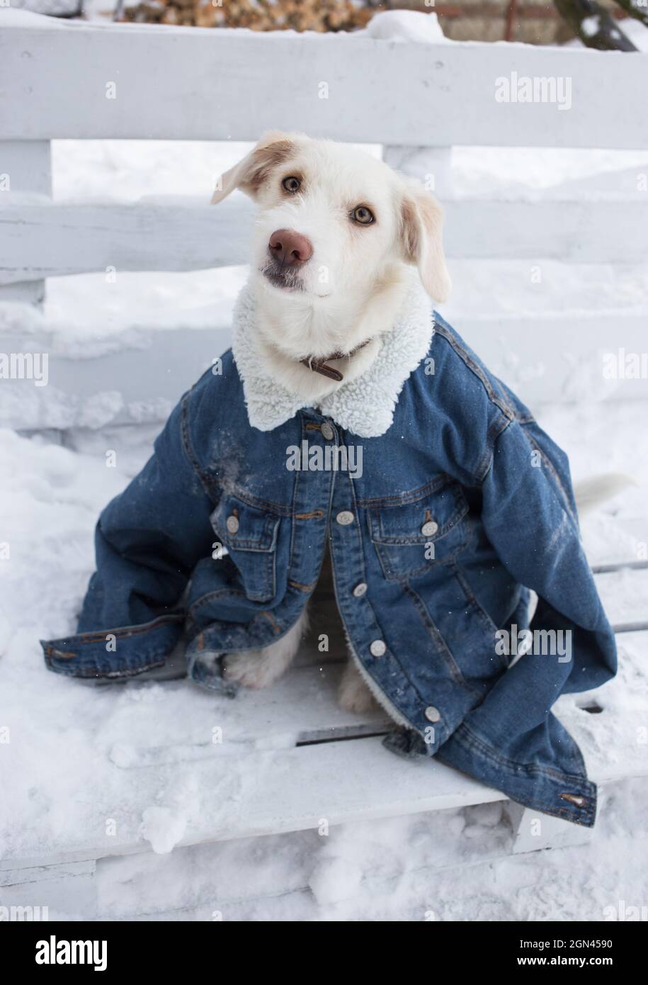 white dog in a large denim jacket for a man sits on bench in the snow