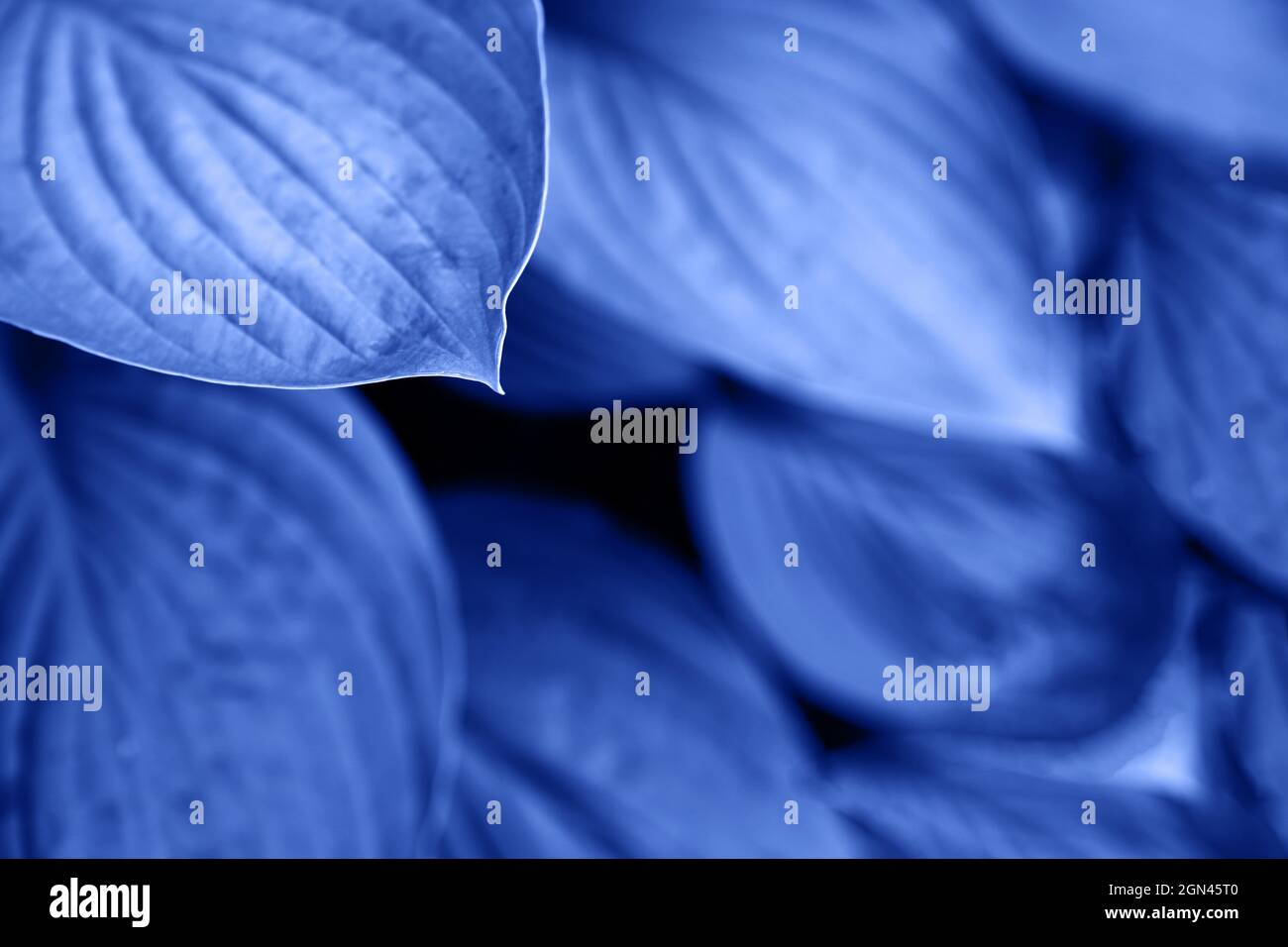 Hosta plantaginea in the garden. Natural background.Blue leaves of ornamental plants. High quality photo Stock Photo
