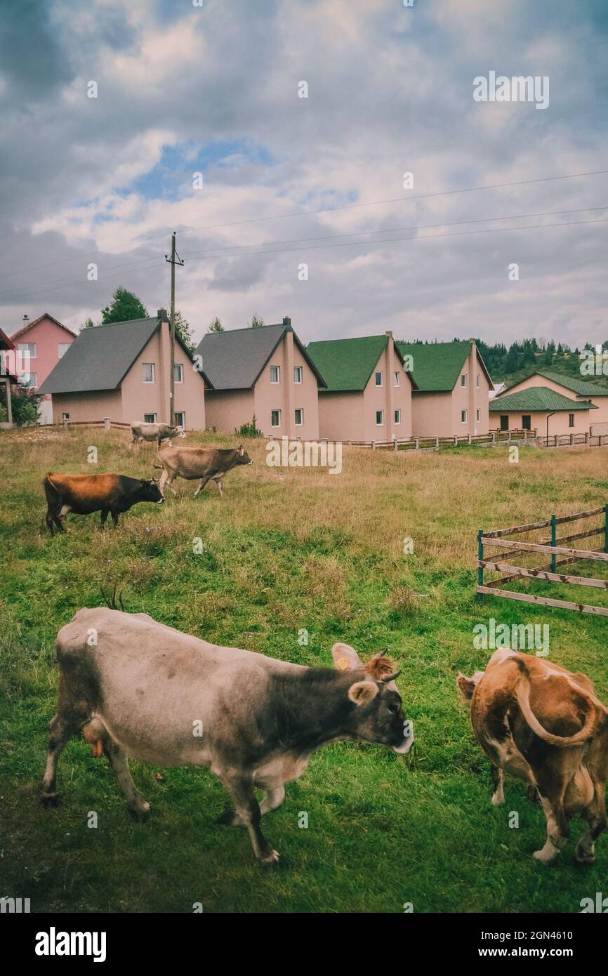 Cows grazing in the field Stock Photo - Alamy