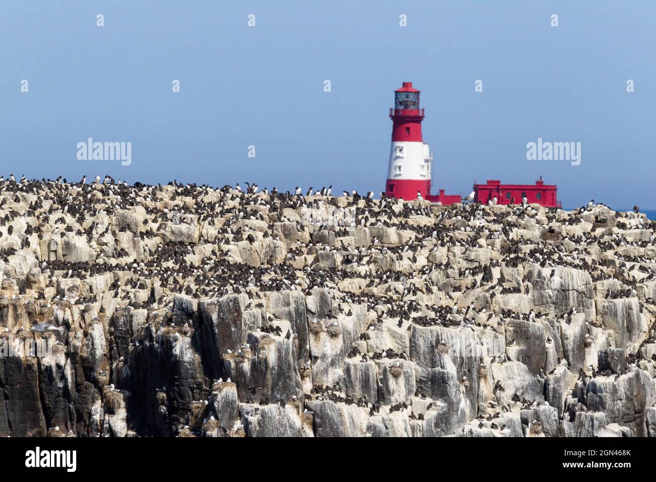 Breeding seabird colony on Staple Island, Farne Islands, off Seahouses, Northumberland, UK Stock Photo