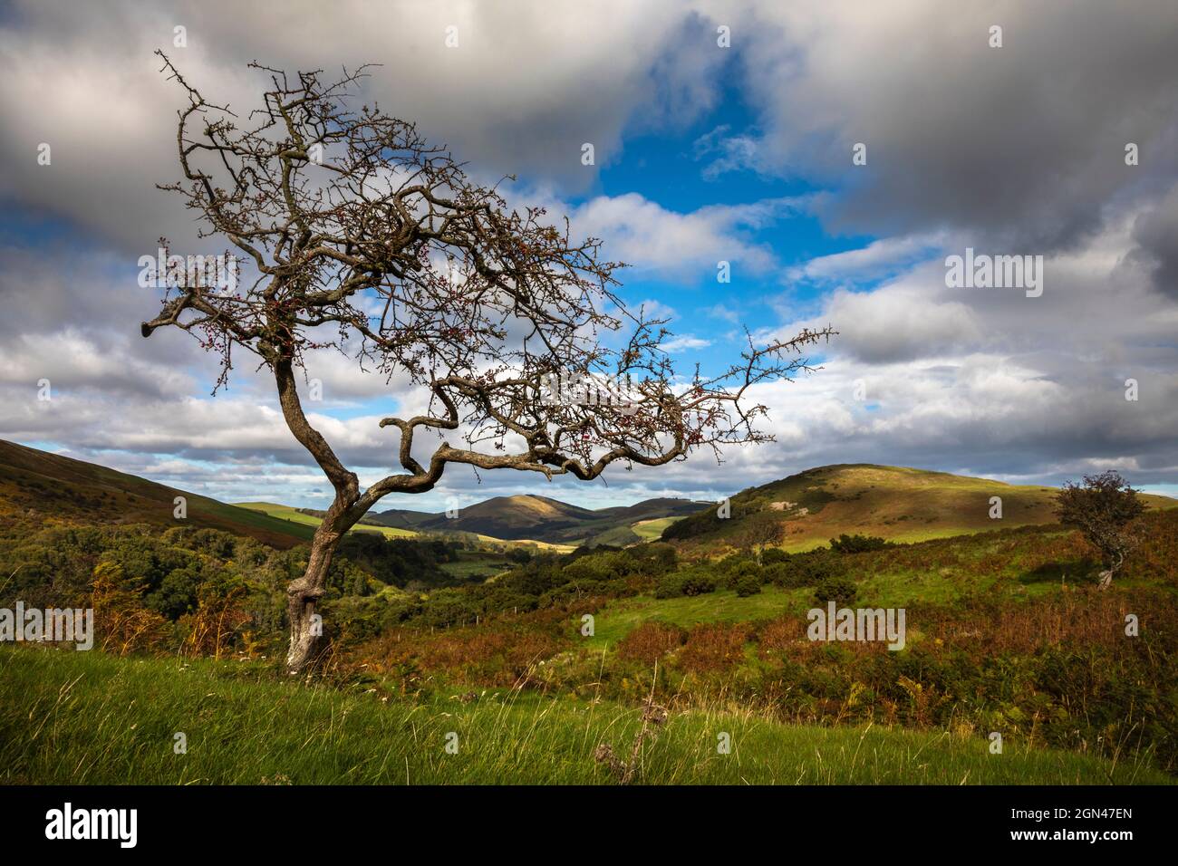 College valley, Northumberland national park, UK Stock Photo