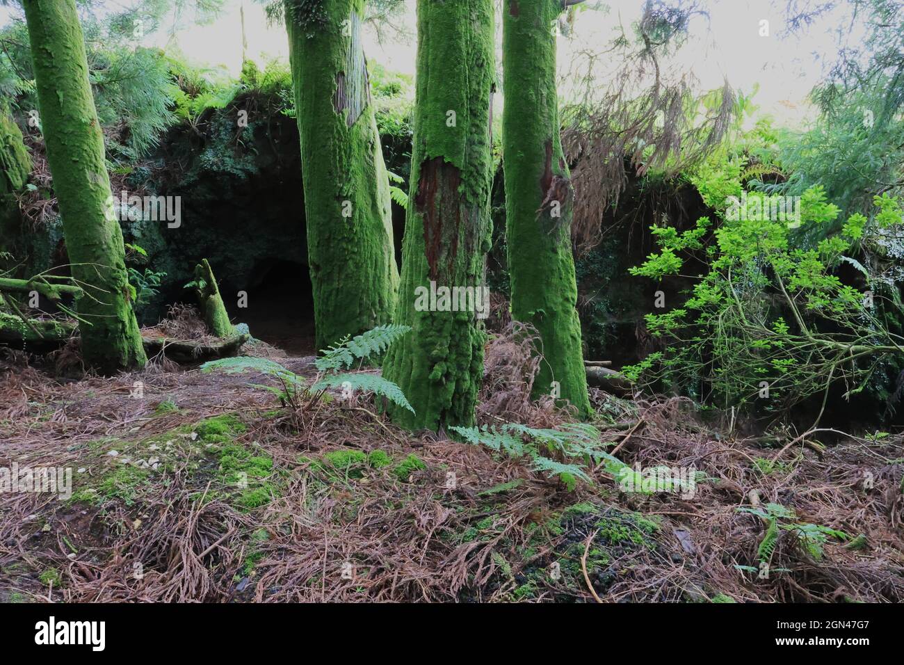 Green trunk trees, Sao Miguel island, Azores Stock Photo - Alamy