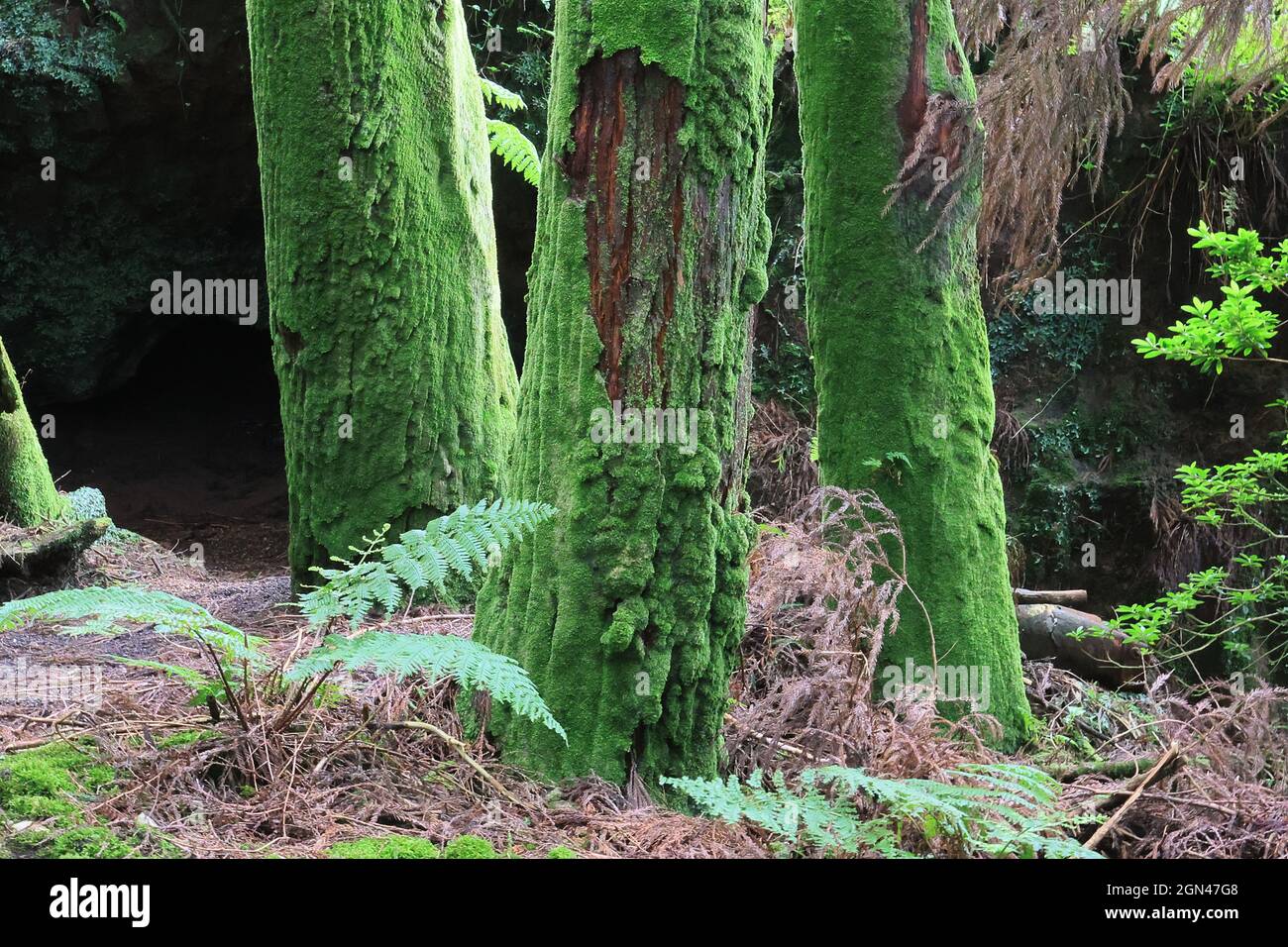 Green trunk trees, Sao Miguel island, Azores Stock Photo - Alamy