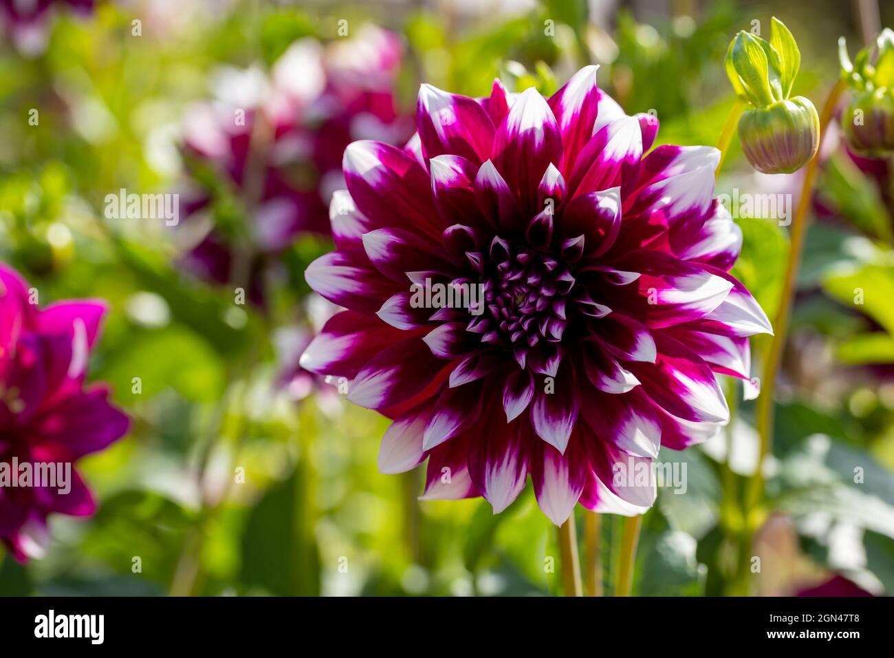 Beautiful flowers in a public park in Frankfurt, Hesse at a sunny day in summer. Stock Photo