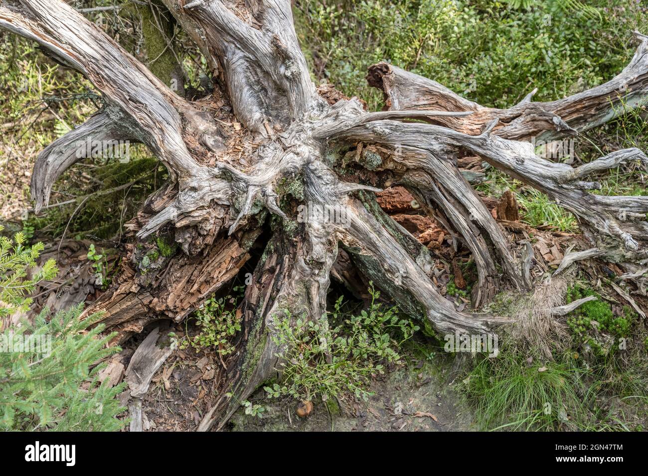 Unrooted tree hires stock photography and images Alamy