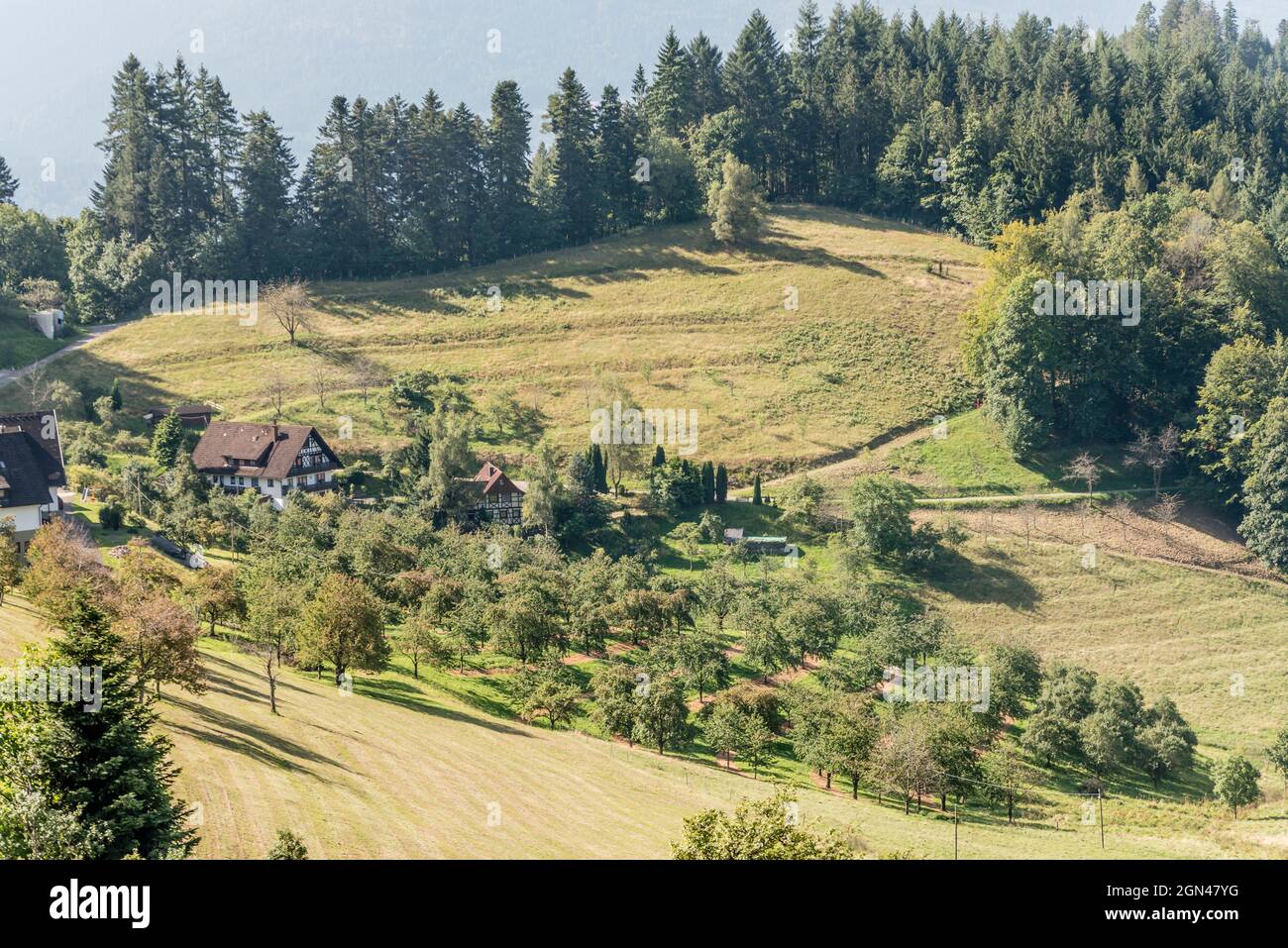 landscape with fruit trees and country houses in green glade among woods, shot in summer light near Lautenbach, Renchtal, Black Forest, Baden Wuttenbe Stock Photo