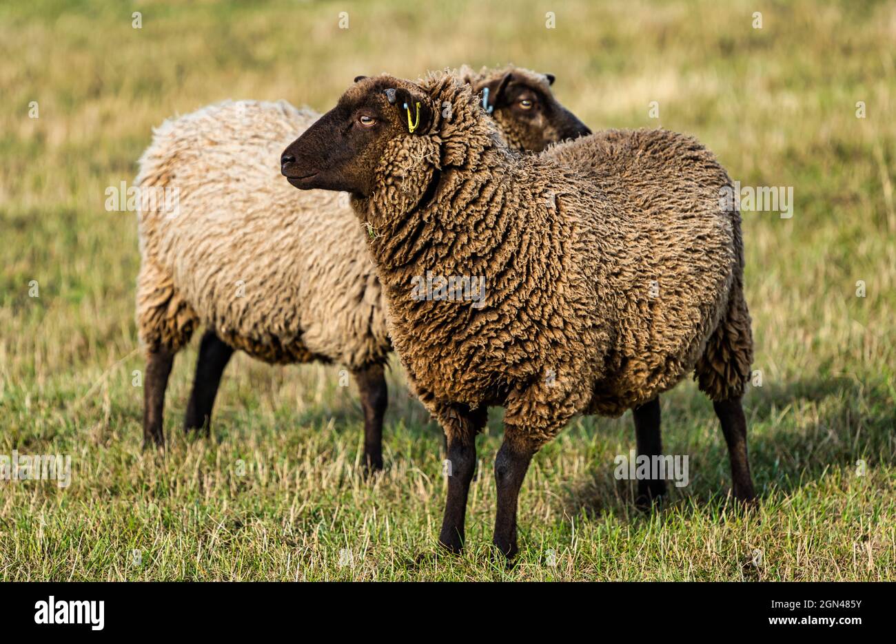 Young male Shetland sheep in grass field in sunshine, East Lothian, Scotland, UK Stock Photo