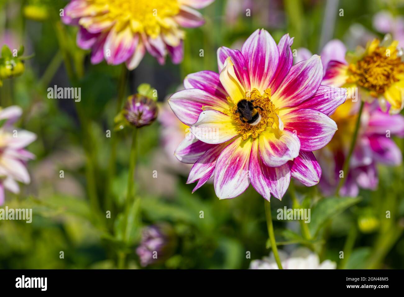 Beautiful flowers in a public park in Frankfurt, Hesse at a sunny day in summer. Stock Photo