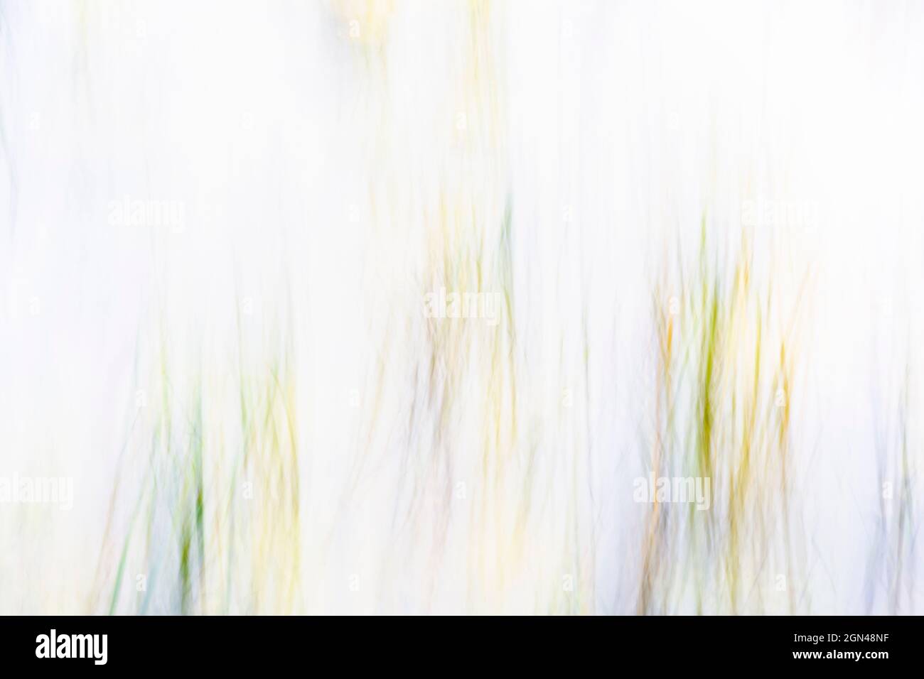 Reeds in pond impression, Sidwood, Kielder Forest, Northumberland national park, UK Stock Photo