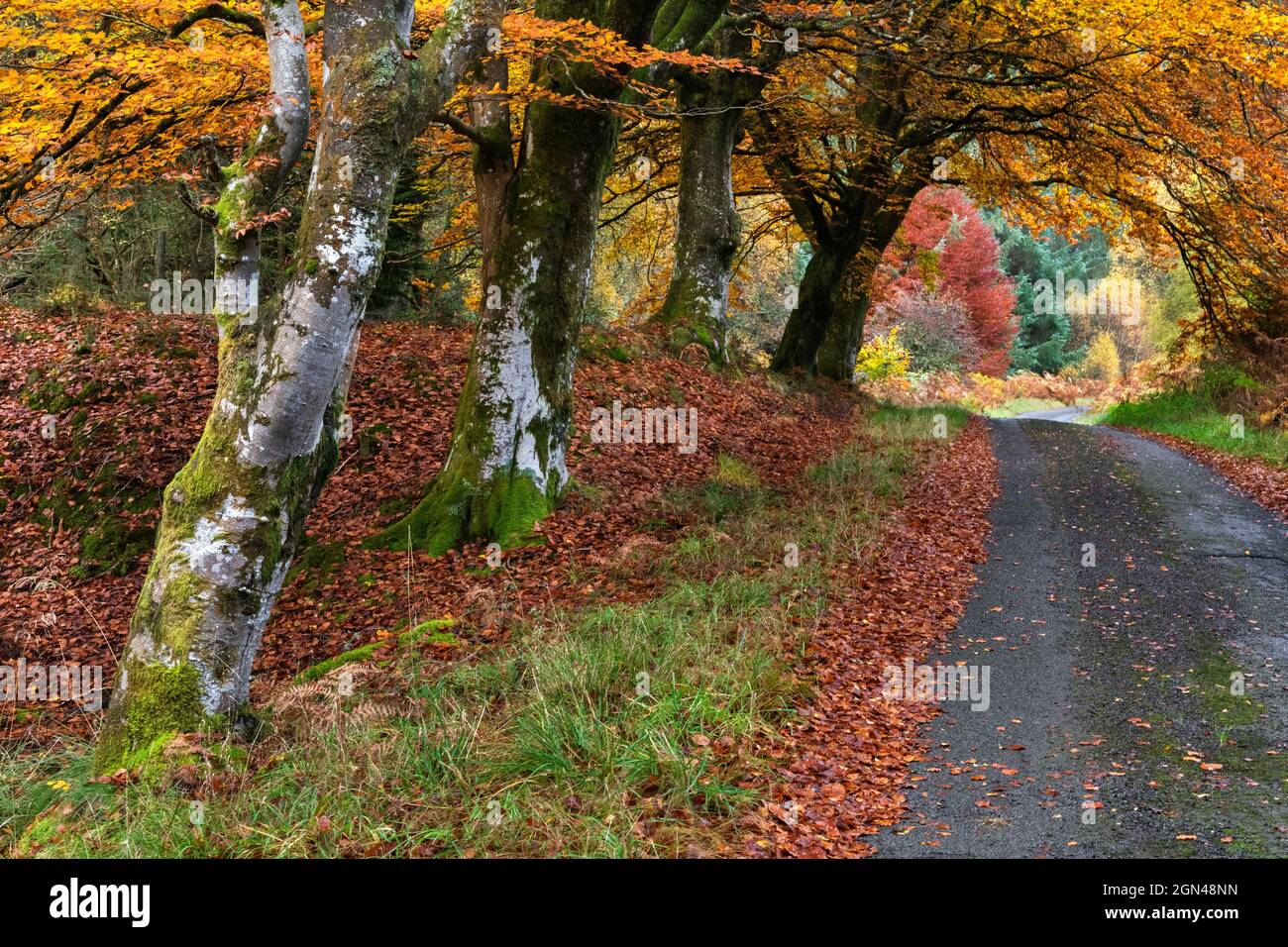 Autumn colour, Sidwood, Kielder Forest, Northumberland national park, UK Stock Photo