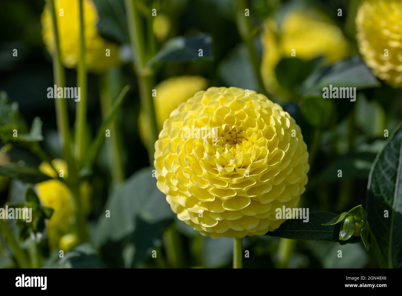 Beautiful flowers in a public park in Frankfurt, Hesse at a sunny day in summer. Stock Photo