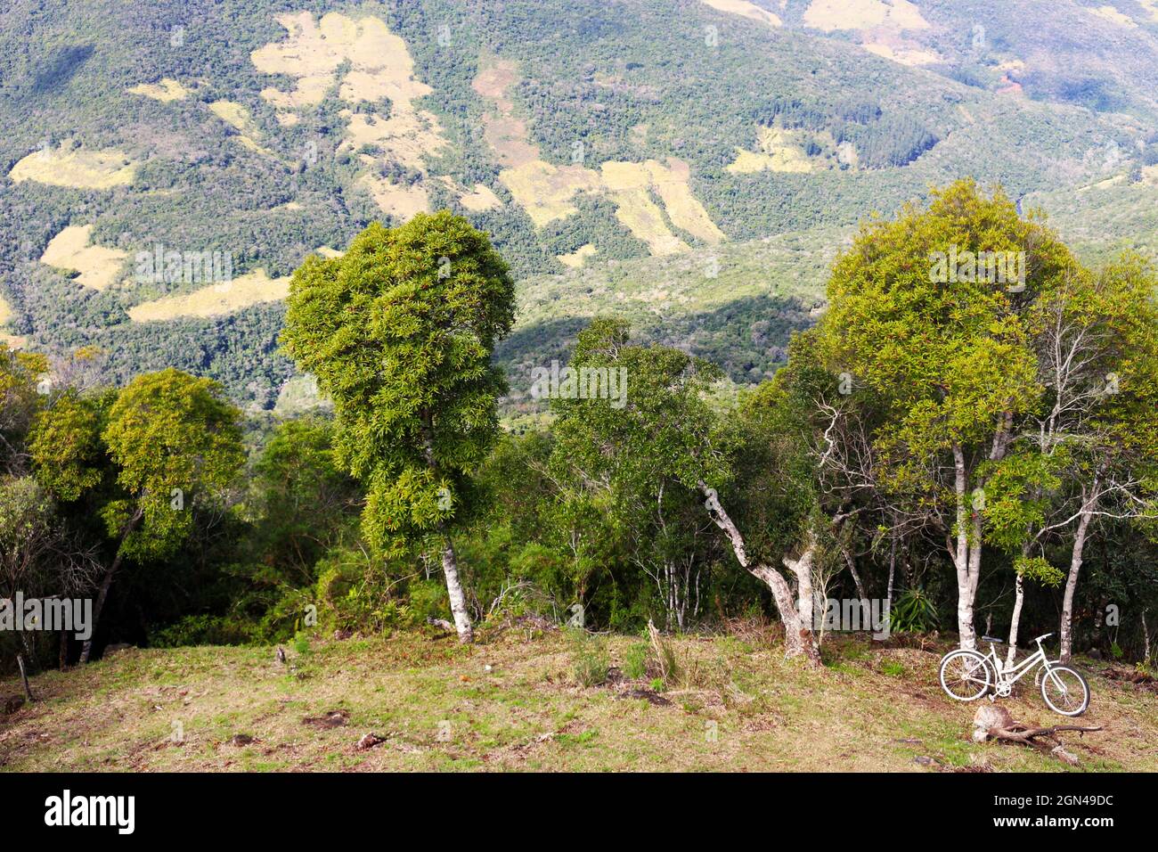 A bicycle leaning against one of the first trees in the Atlantica forest, which starts down the valley. Stock Photo