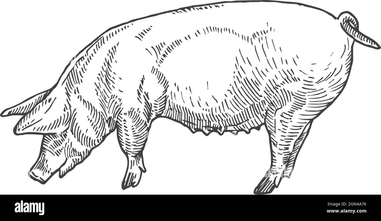 Adult Pig Hand Drawn Vector Illustration. Abstract Domestic Animal Sketch. Engraving Style