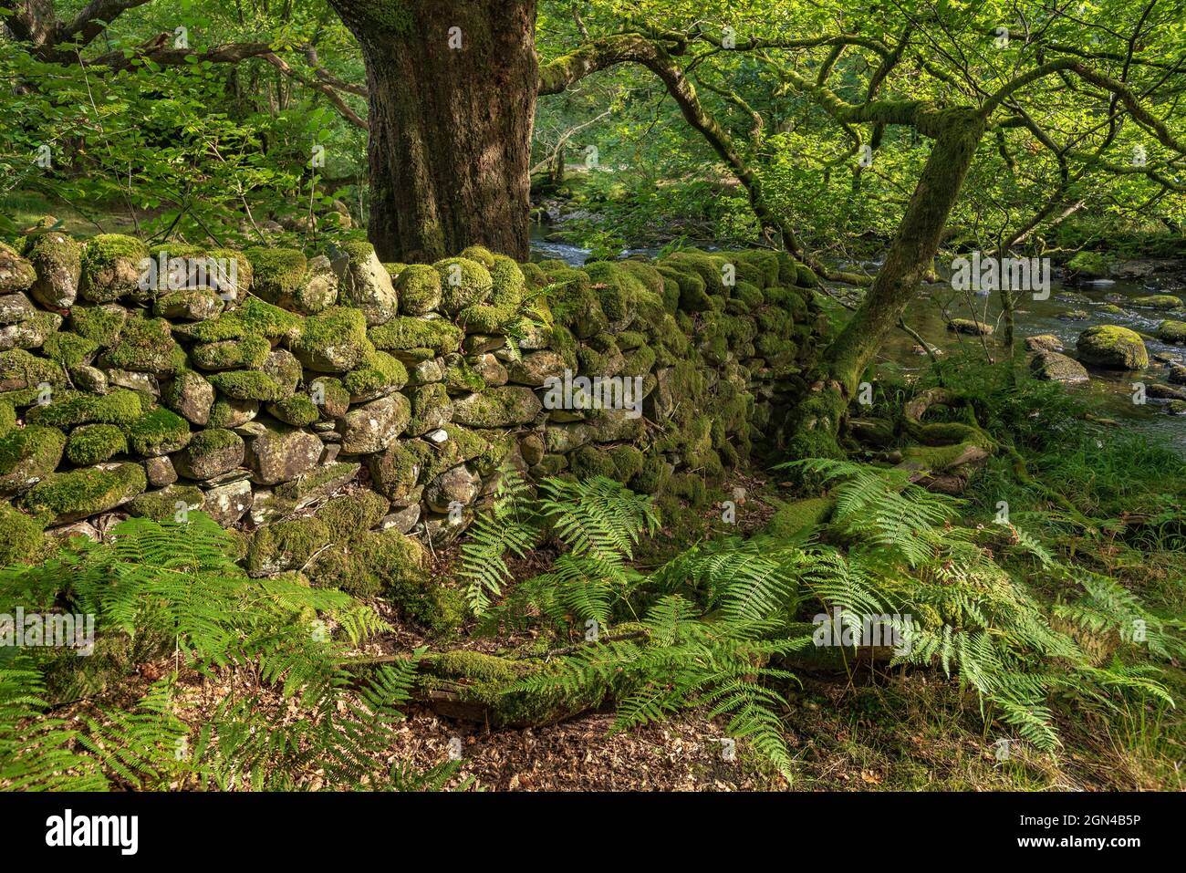 Moss covered stone wall in the lakes. Stock Photo