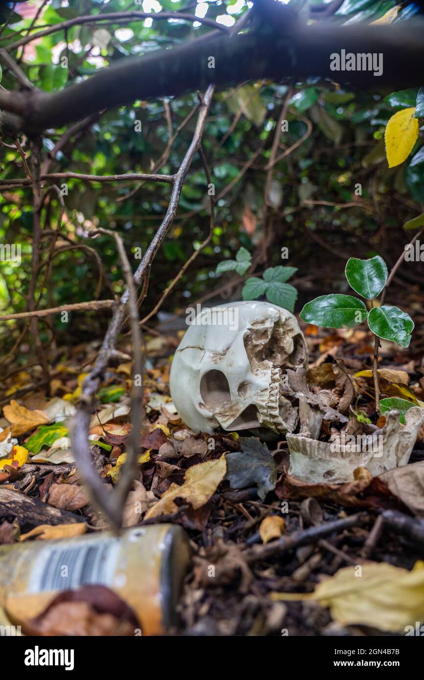 human skull found amongst leaves in woodland Stock Photo
