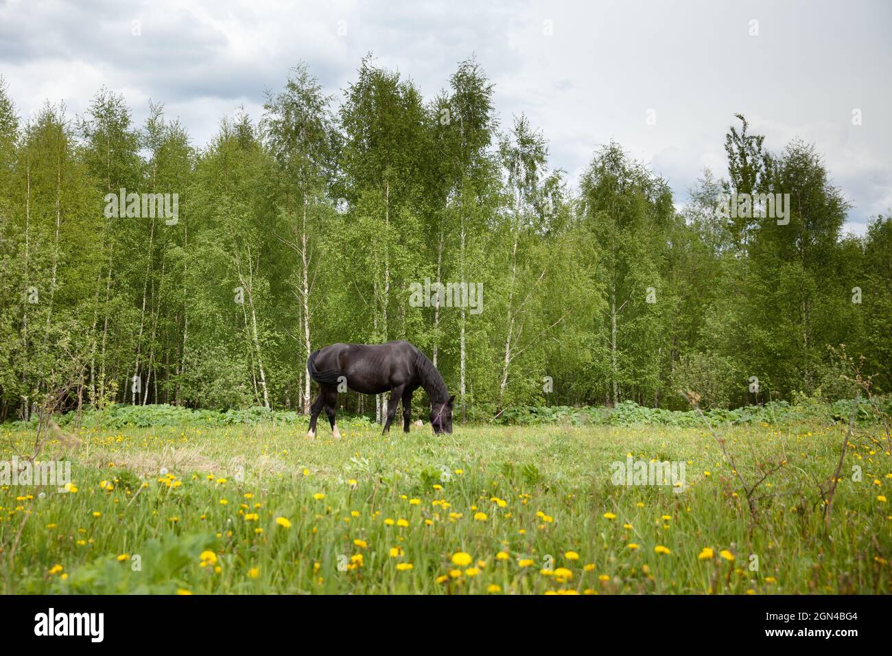 The horse grazes in the spring. Black Horse. Stock Photo