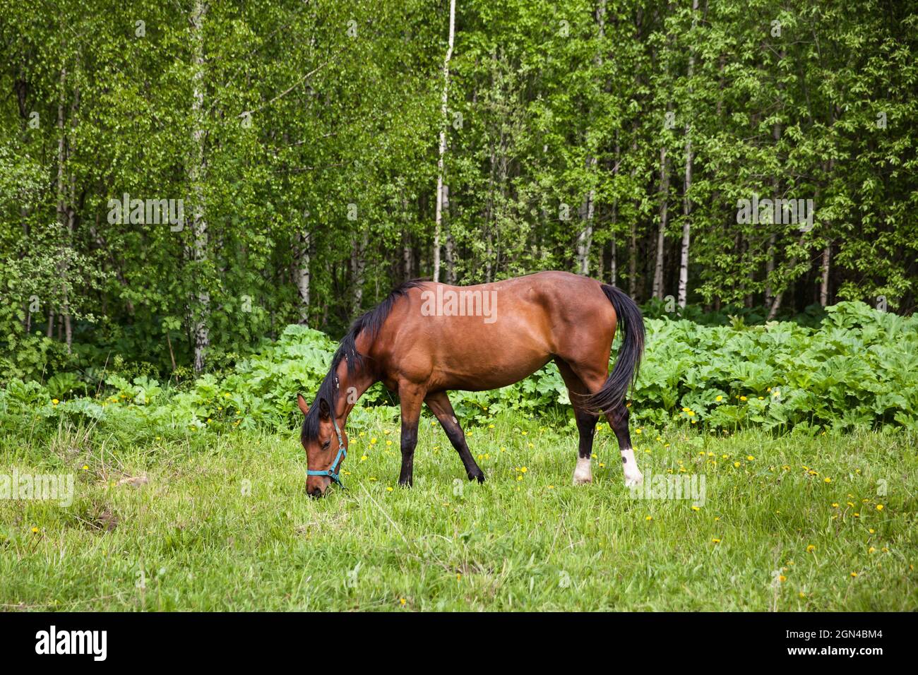 Close up image of a red bay horse grazing in summer pasture. The horse grazes in the spring. Stock Photo