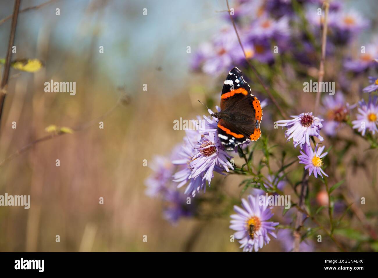Butterfly on a flower. Butterfly with colored wings close-up. Stock Photo
