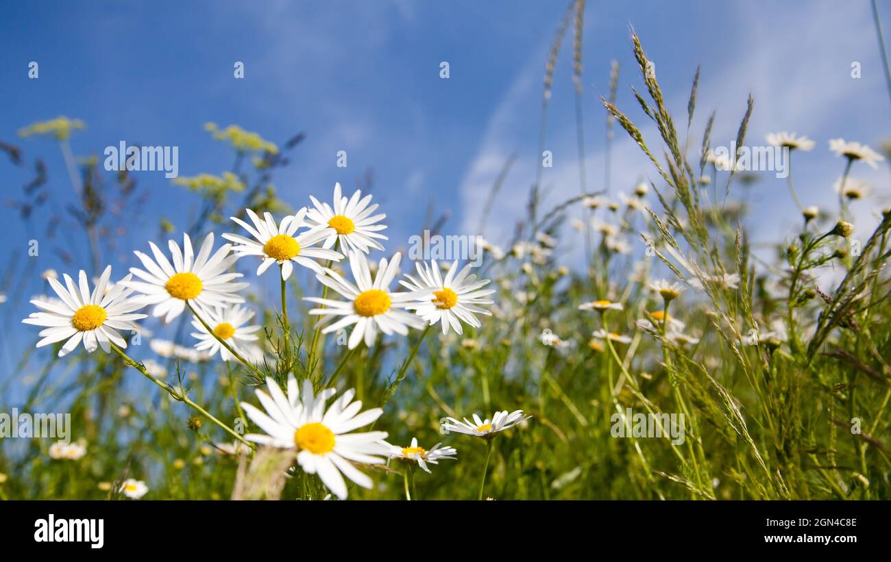 Field daisies in the meadow in Sunny weather. Pharmacy chamomile close-up. Stock Photo