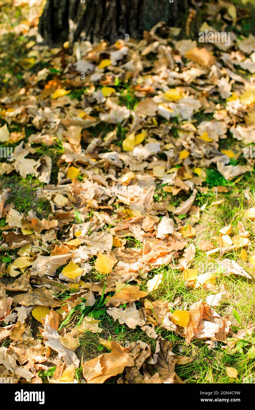 Autumn. Multicolored maple leaves lie on the grass. Stock Photo