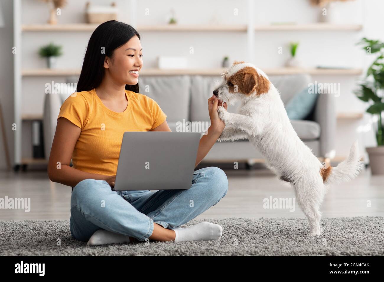Asian woman watching tutorial for dogs training, using laptop Stock Photo