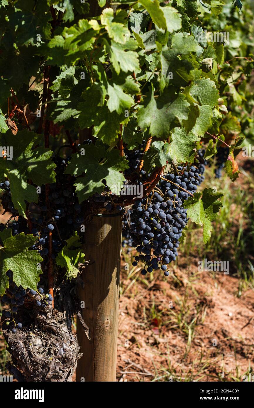 Bunch of red wine grapes on a vine in a Catalan vineyard making pla de bages wines. Stock Photo