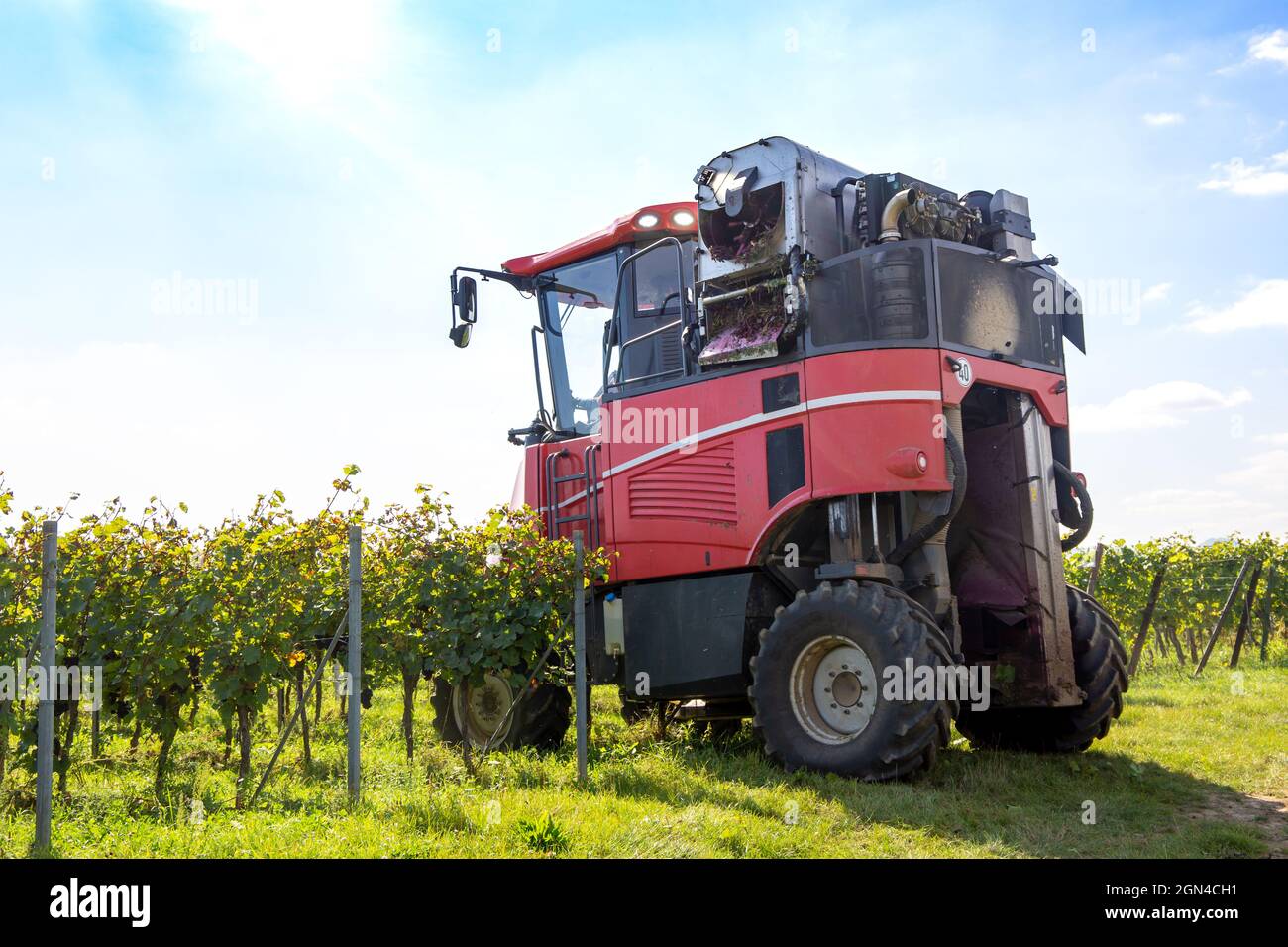 Grape harvest of red wine grapes (Germany Stock Photo Alamy