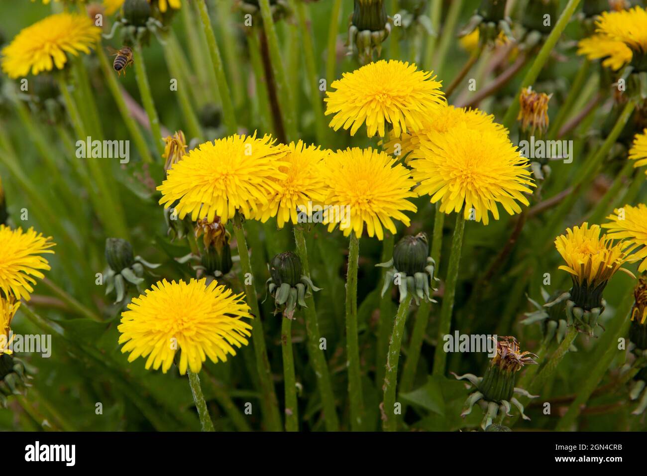 Yellow dandelion flowers with leaves in green grass, spring photo Stock Photo