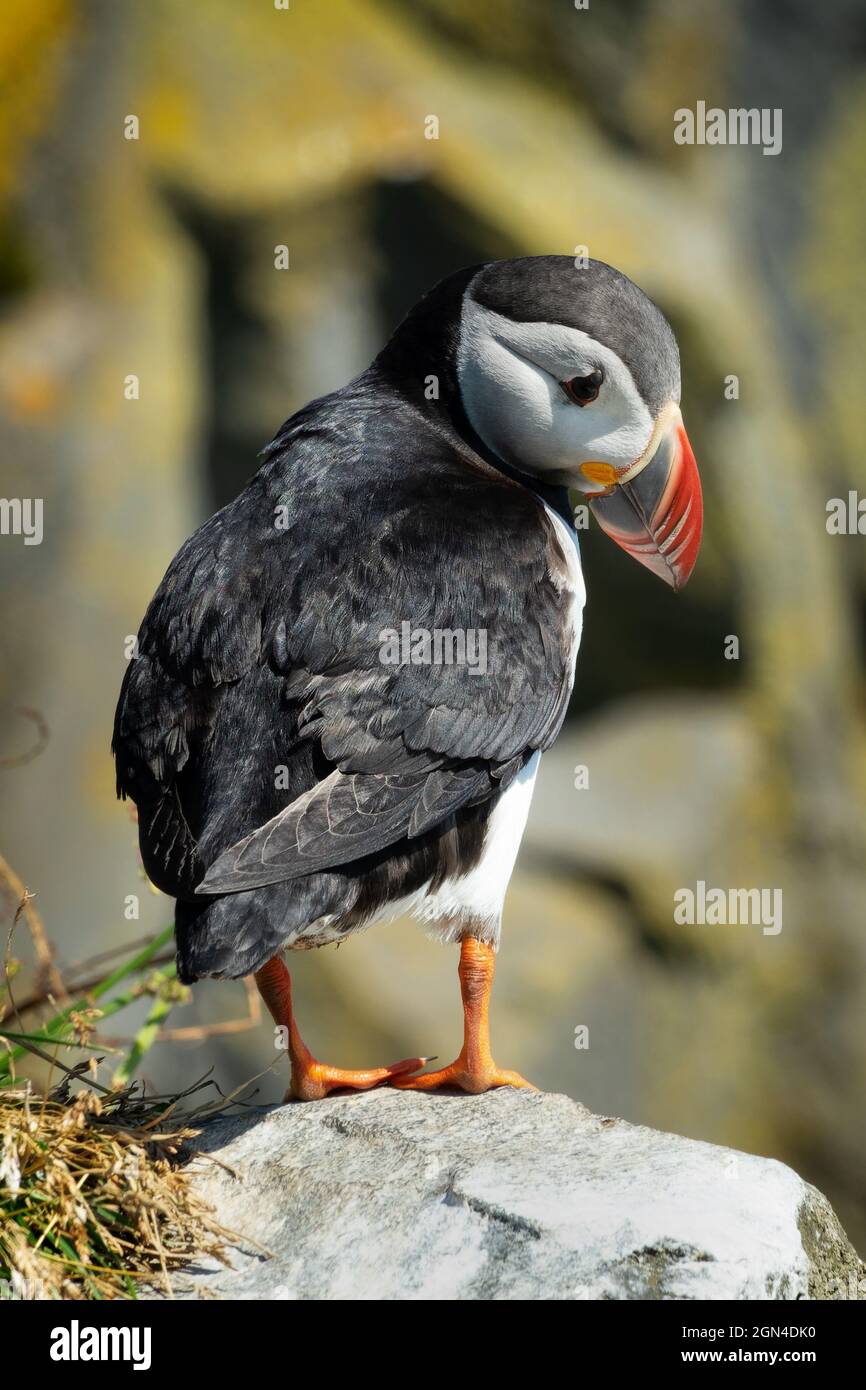 Close up of an Atlantic puffin on  Dyrholaey cliff, Iceland Stock Photo