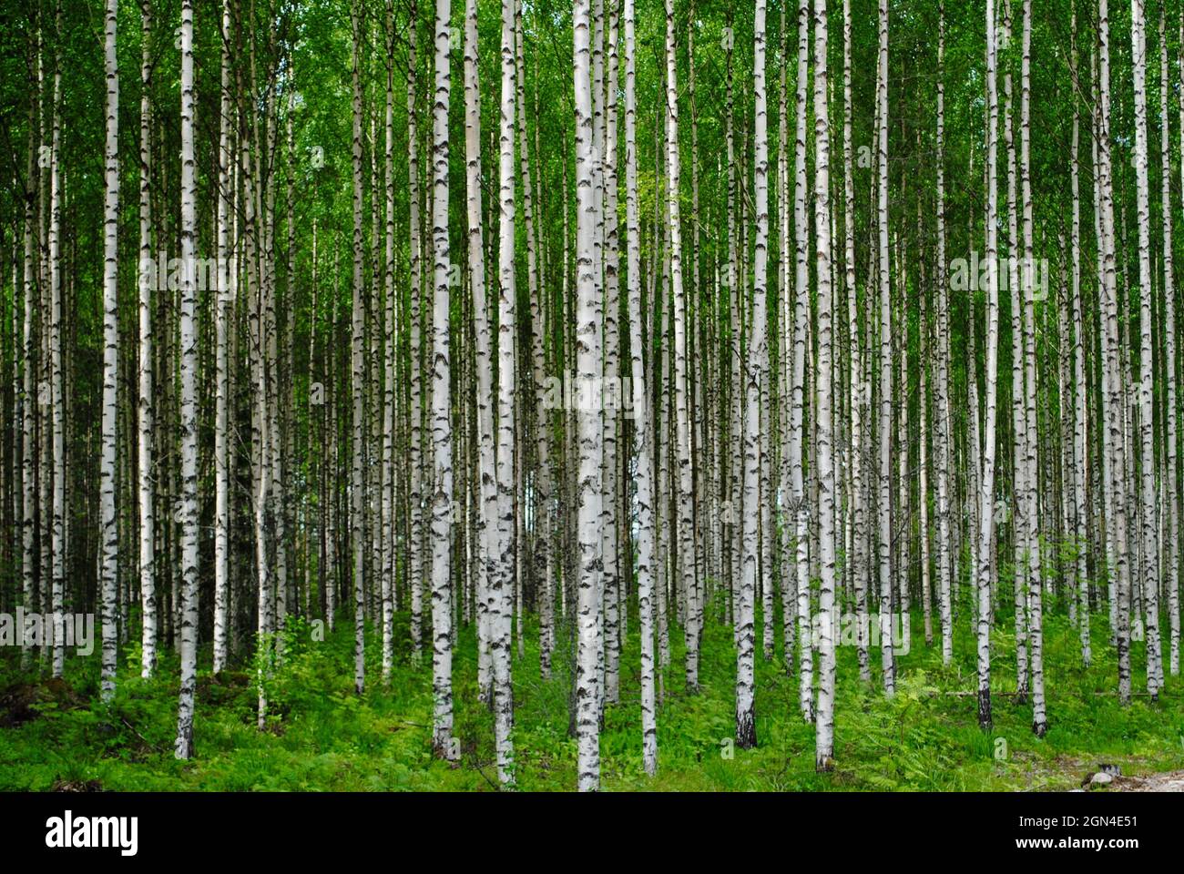A dense birch forest in Uukuniemi, Eastern Finland Stock Photo