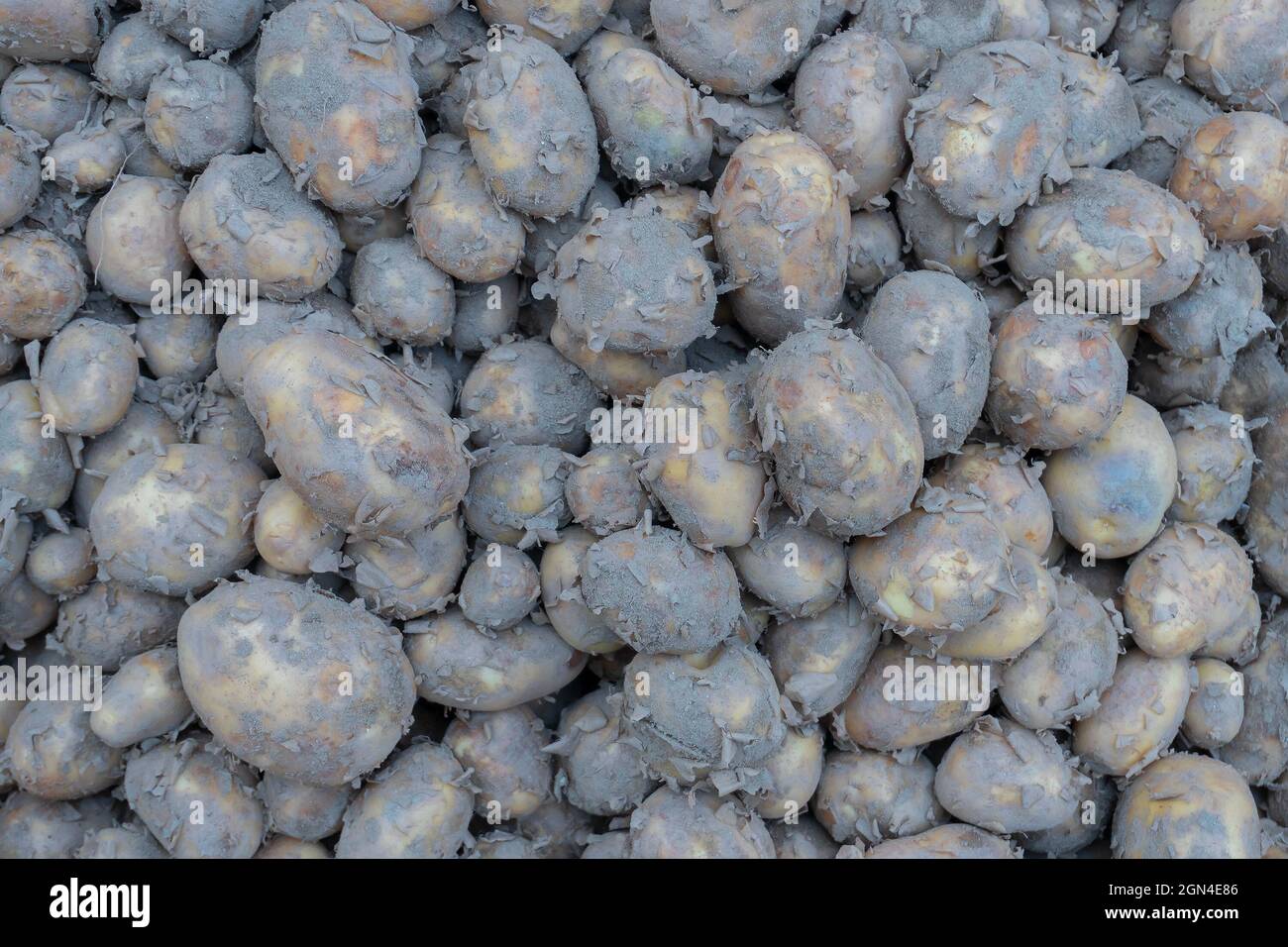 Potato is a root vegetable, a starchy tuber of the plant Solanum tuberosum. Vegetables for sale in a market in Territy Bazar, Kolkata, West Bengal, In Stock Photo