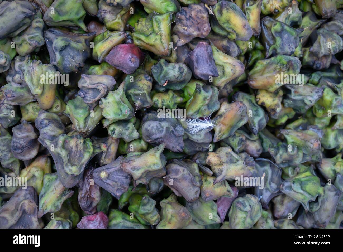 Water chestnut or water caltrop, Trapa bispinosa, is an aquatic plant. Called Singhara or Paniphal , in Bengali. Vegetables for sale in a market in Te Stock Photo