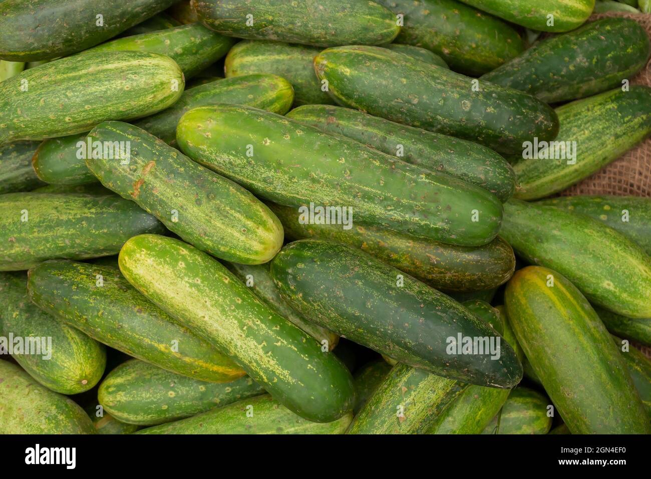 Cucumber, Cucumis sativus, is a widely cultivated plant in the gourd family, Cucurbitaceae