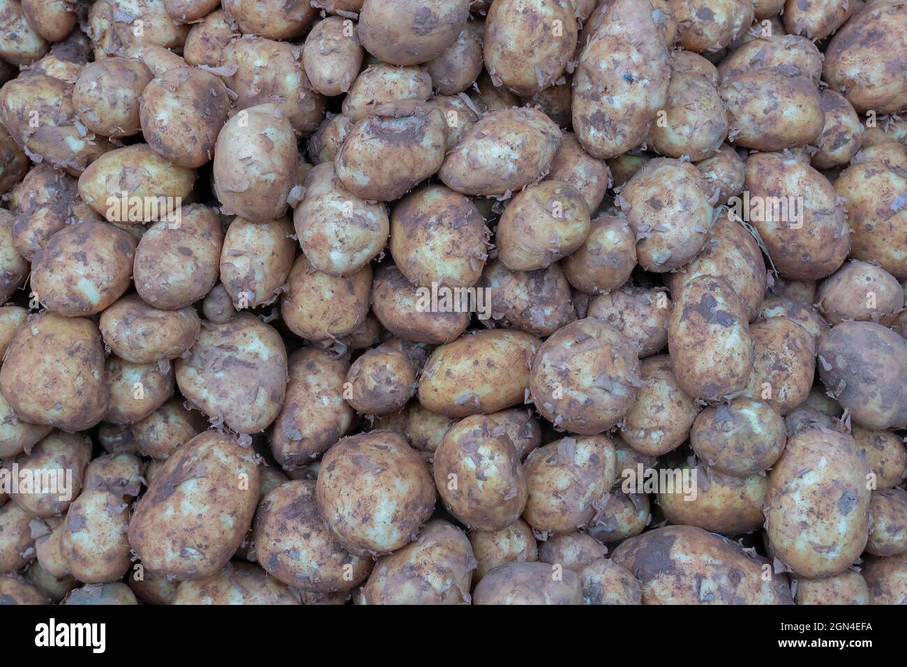 Top view of potatoes. Potato is a root vegetable, a starchy tuber of the plant Solanum tuberosum. Vegetables for sale in a market in Territy Bazar, Ko Stock Photo