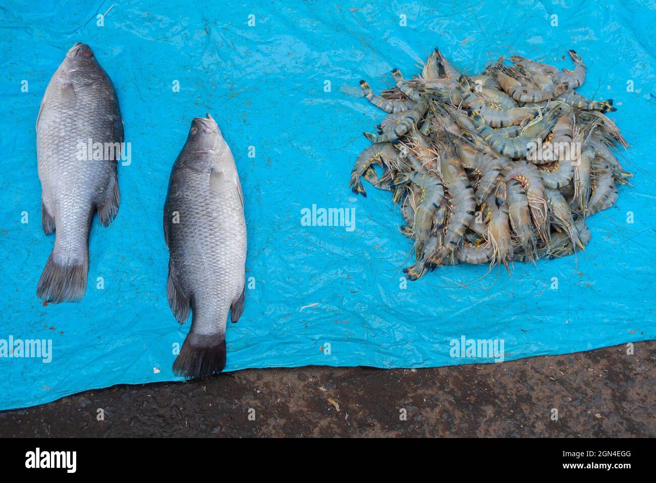 Bhetki or barramundi (Lates calcarifer) or Asian sea bass, is a popular fish among Bengali