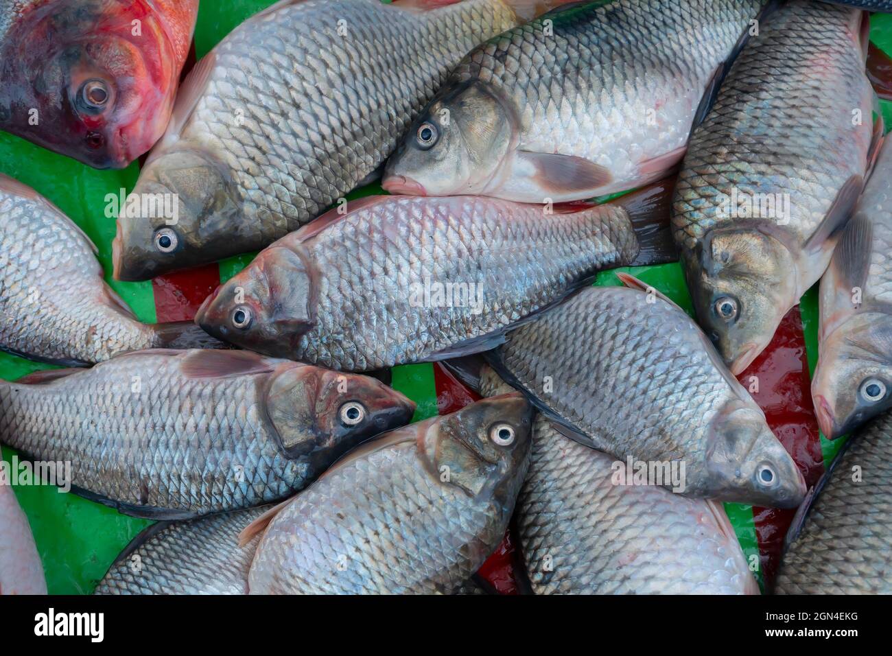 Bhetki or barramundi (Lates calcarifer) or Asian sea bass, is a popular fish among Bengali people, served in festivities like marriages and important Stock Photo