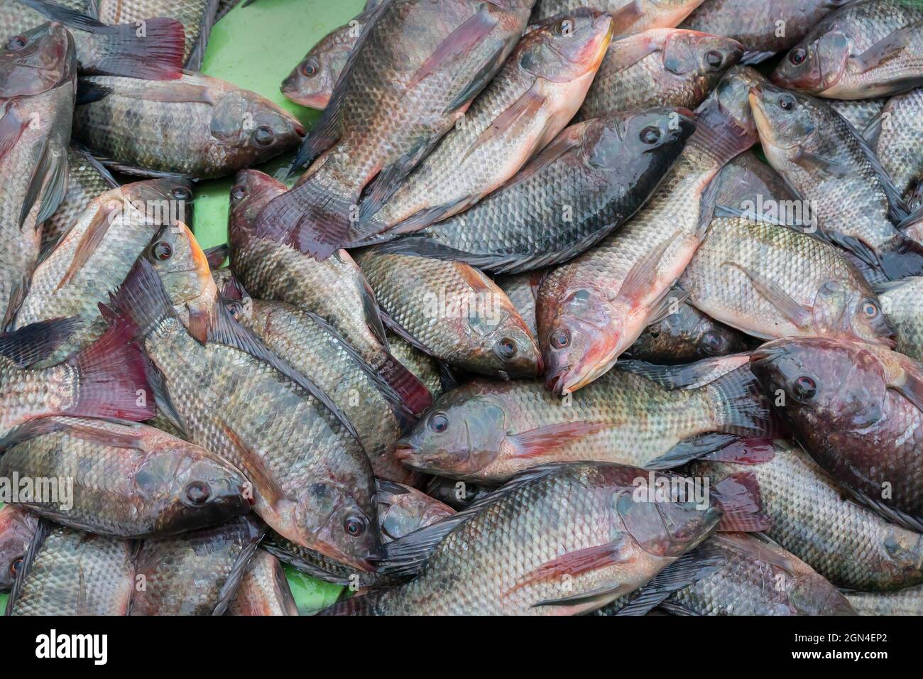 Tilapia fisehs displayed for sale at Territy Bazar, Kolkata, West