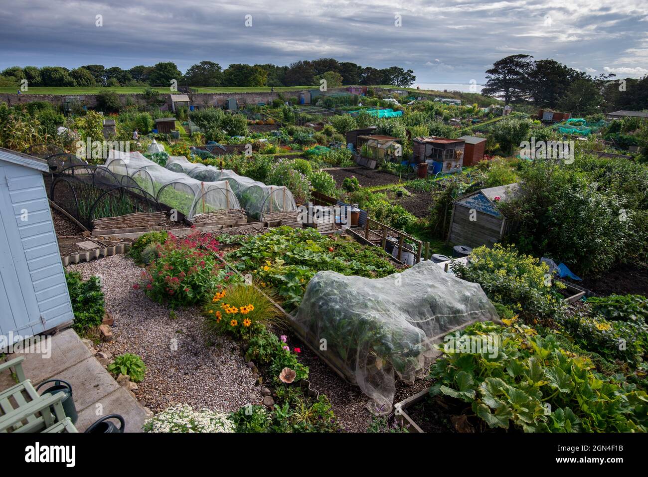 Gardening allotment plots in Berwick upon Tweed, Northumberland, England, UK Stock Photo