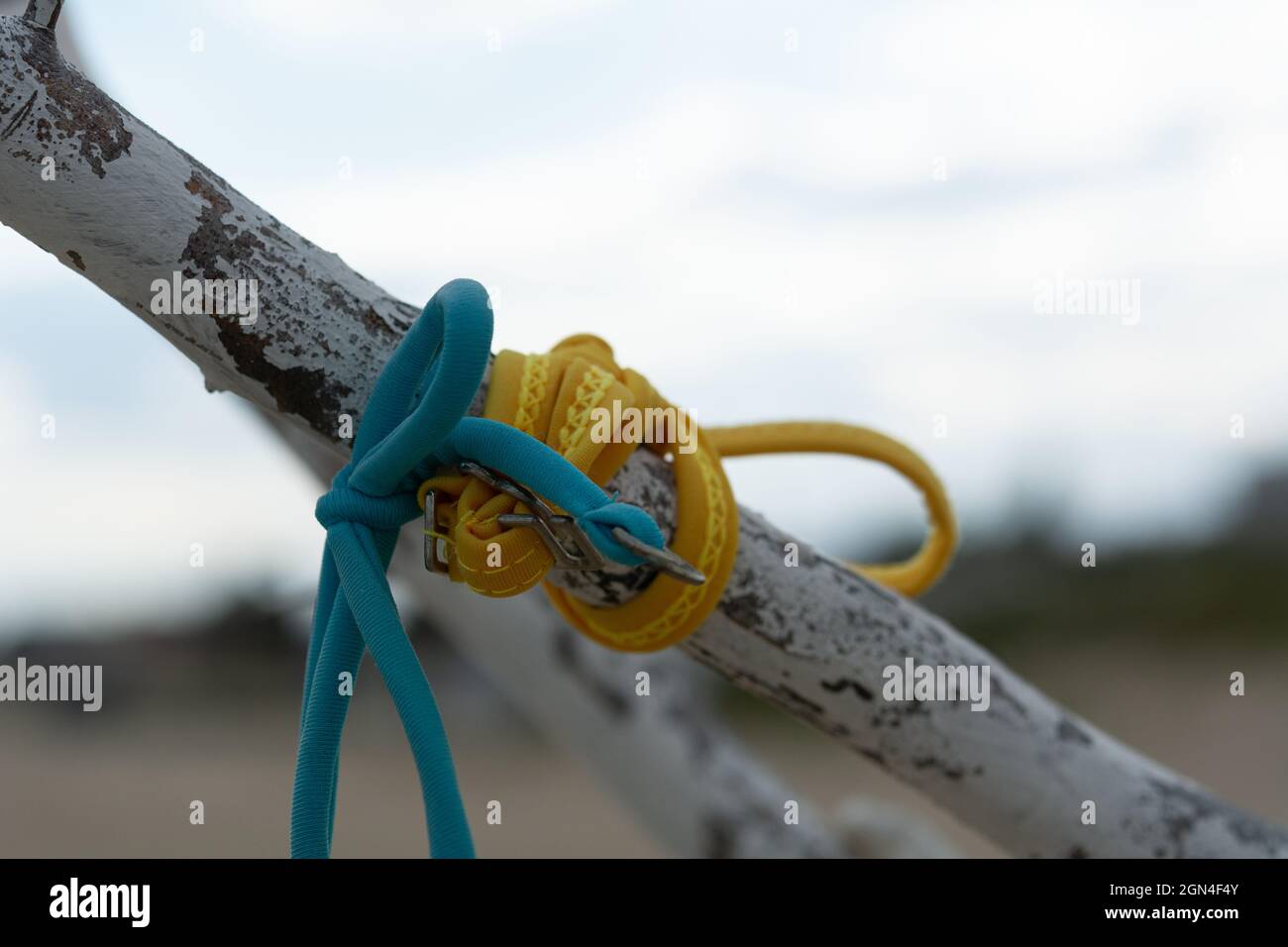 Blue and Yellow Belts from a swimsuit tied to the trunk of a wish tree Stock Photo