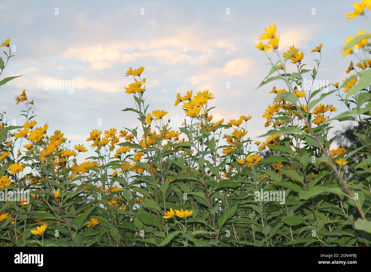 Blooming sun root, blooming topinambour, autumn vegetable on field in front of blue sky. Stock Photo