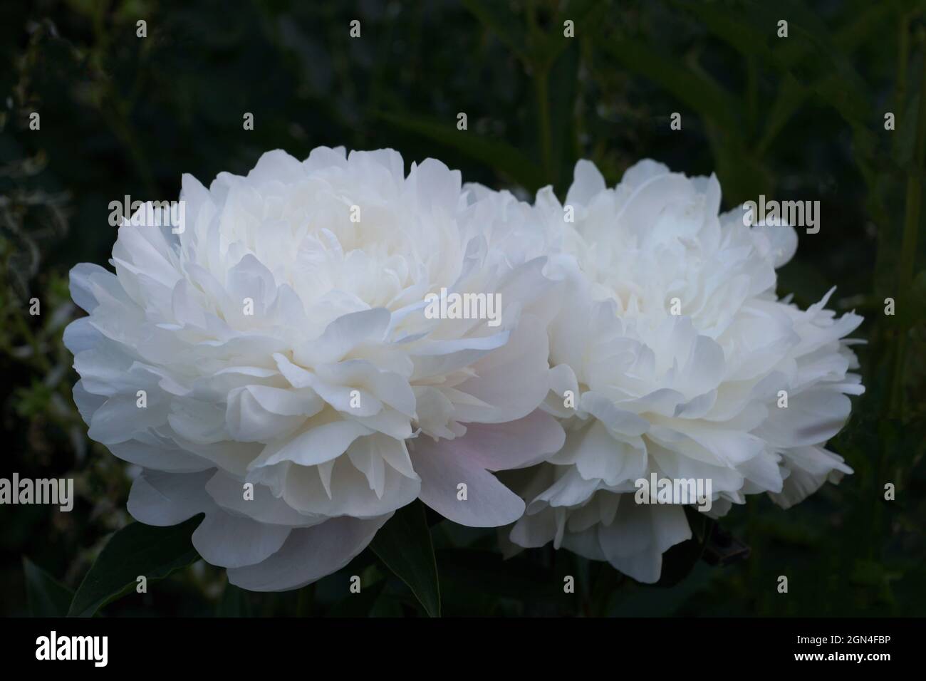 Paeonia Pamyati Akademica Tsitsina.  Double white peony flower. Two flowers. Horizontal photo. Stock Photo