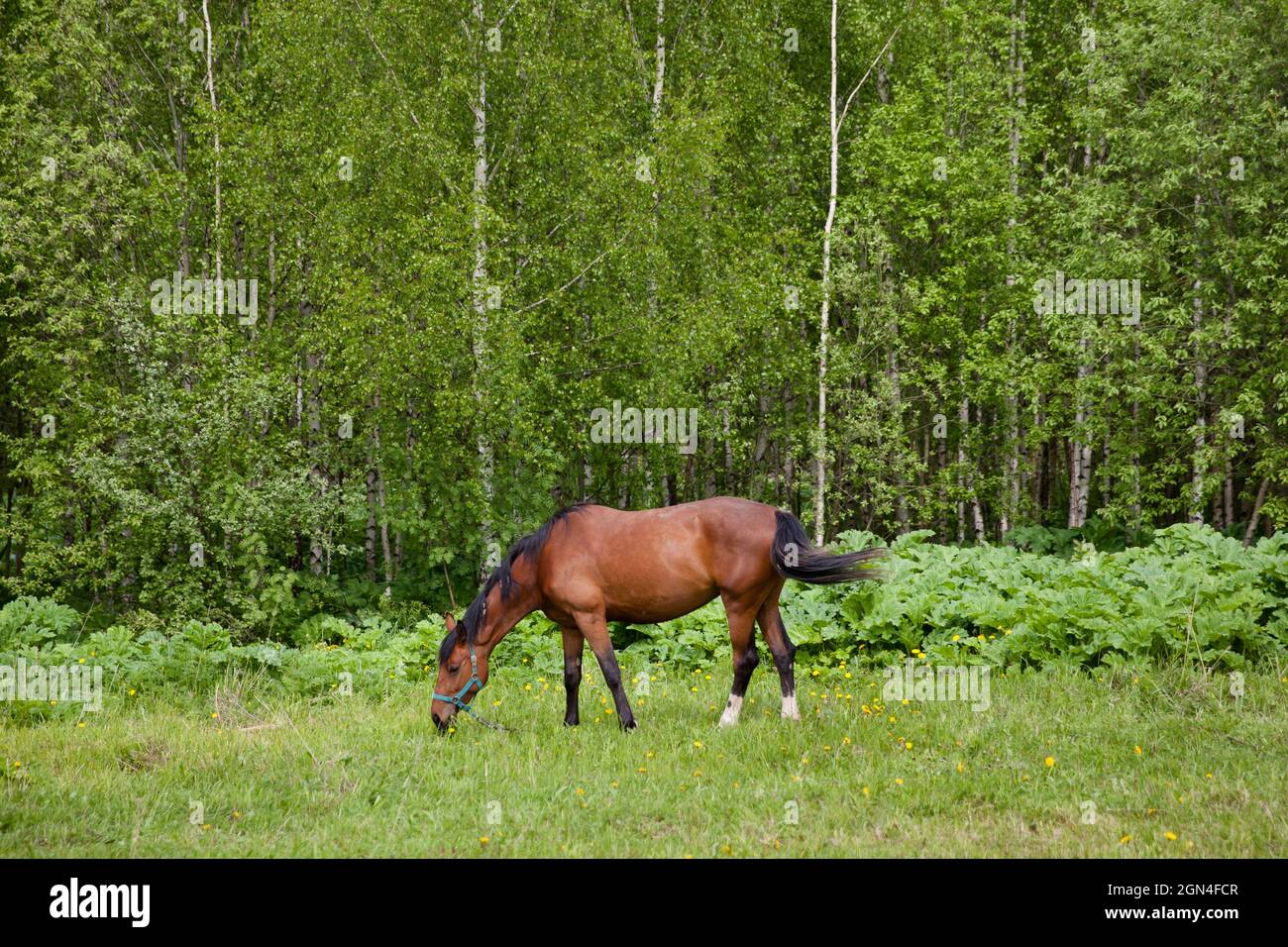 Close up image of a red bay horse grazing in summer pasture Stock Photo