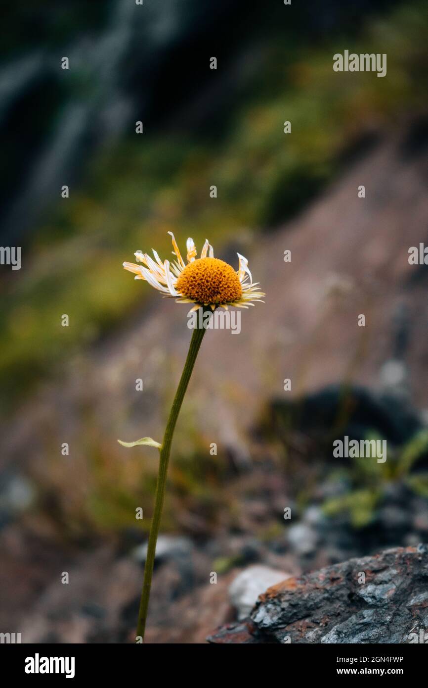 Selective focus of large mountain fleabane missing half the petals Stock Photo