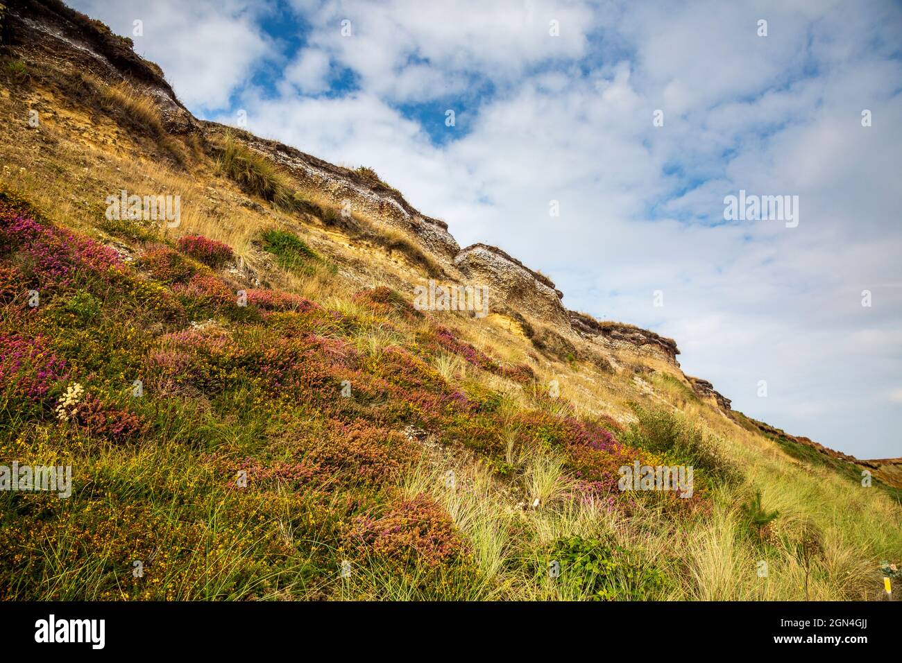 Purple heather growing beneath the Minsmere Cliffs at Dunwich Heath, Suffolk, England Stock Photo