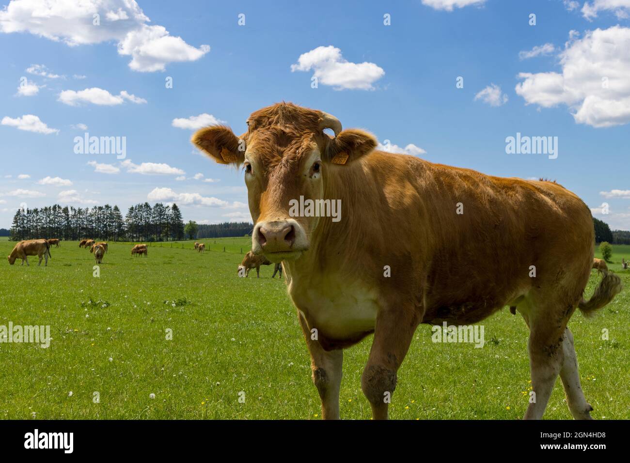 A cow looking straight into the lens on a sunny day in Belgium. Stock Photo
