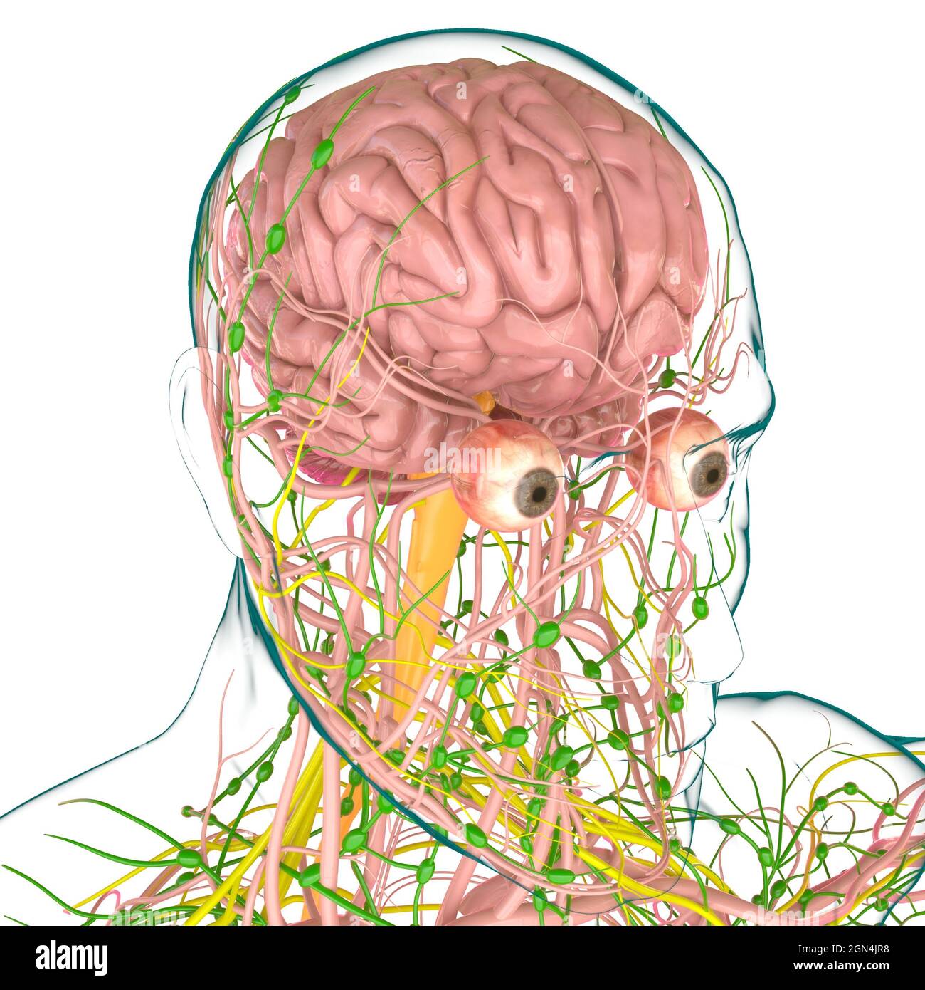 Human Brain Anatomy For Medical Concept 3D Illustration Stock Photo - Alamy