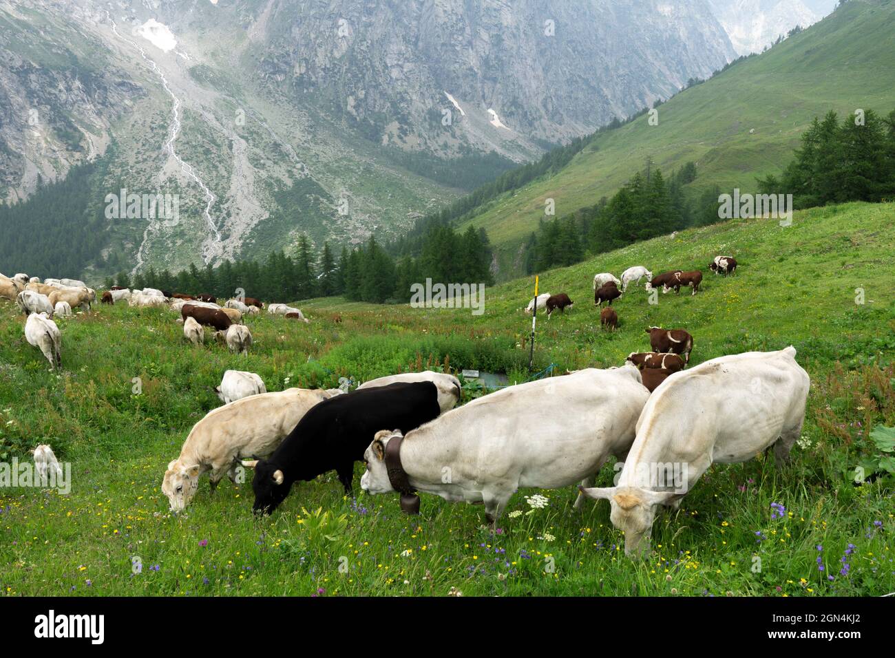 Cattle in the alps hi-res stock photography and images - Alamy