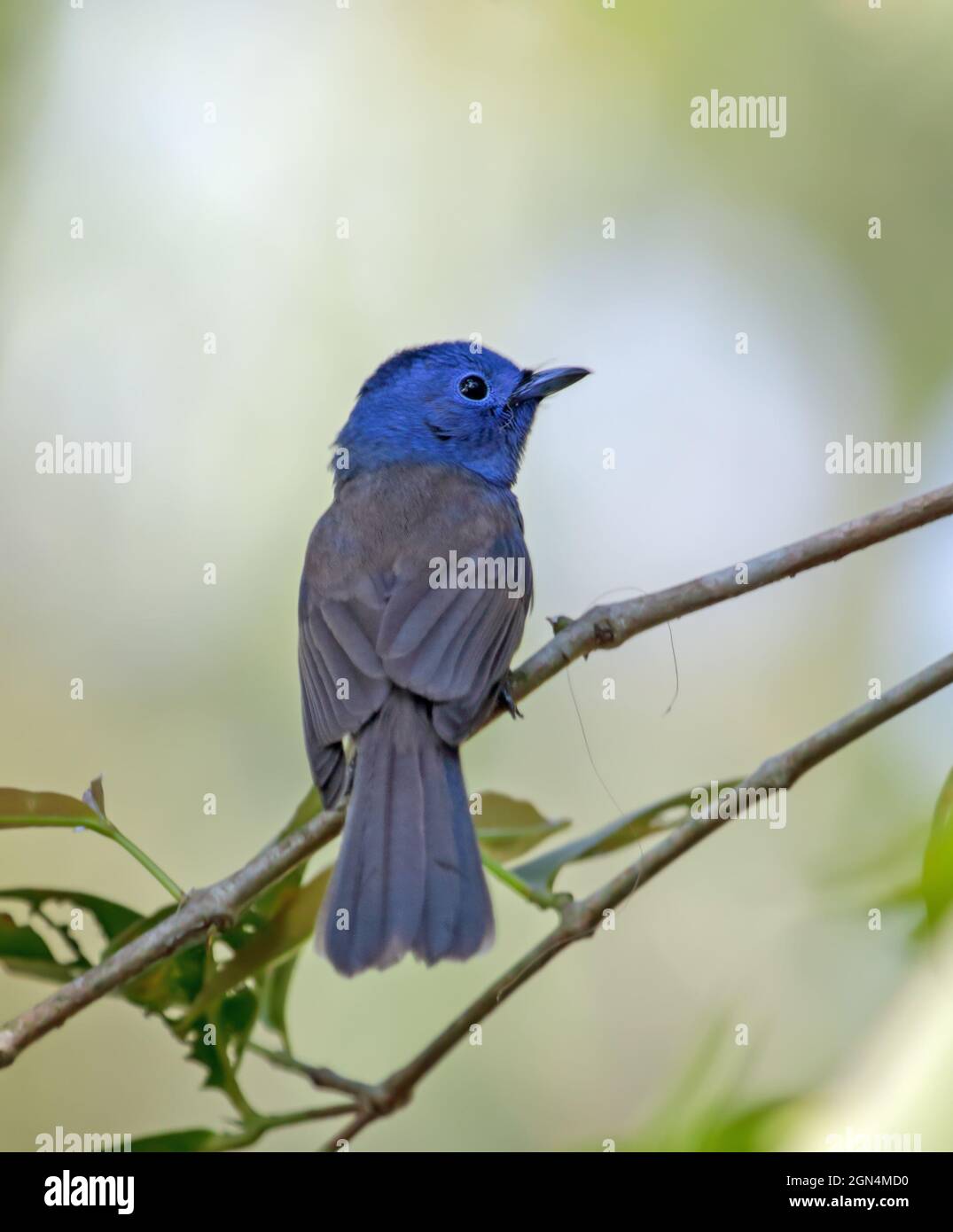 The black-naped monarch or black-naped blue flycatcher is a slim and agile passerine bird belonging to the family of monarch flycatchers found in sout Stock Photo